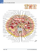 Frank H. Netter, MD - Atlas of Human Anatomy (6th ed ) 2014, page 365
